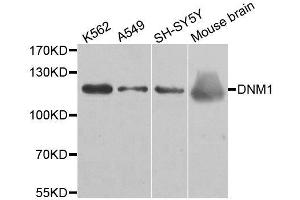 Western blot analysis of extracts of various cell lines, using DNM1 antibody.