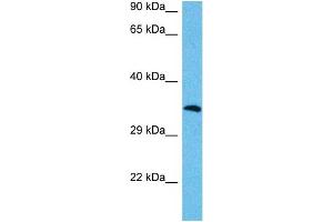 Host:  Mouse  Target Name:  MAFA  Sample Tissue:  Mouse Testis  Antibody Dilution:  1ug/ml (MAFA Antikörper  (N-Term))