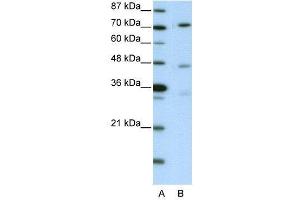 WB Suggested Anti-ATG4B AntibodyTitration: 2. (ATG4B Antikörper  (C-Term))
