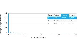 Protein Array (PAr) image for anti-Microtubule-Associated Protein 2 (MAP2) antibody (ABIN7456240) (MAP2 Antikörper)