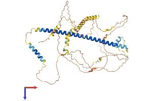 CREB3L2 Protein (AA 1-521) (His tag)