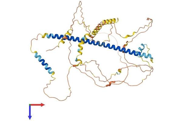 CREB3L2 Protein (AA 1-521) (His tag)