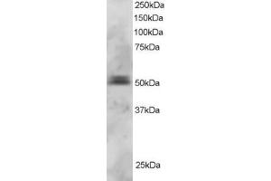 ABIN184804 staining (3µg/ml) of U937 lysate (RIPA buffer, 30µg total protein per lane).