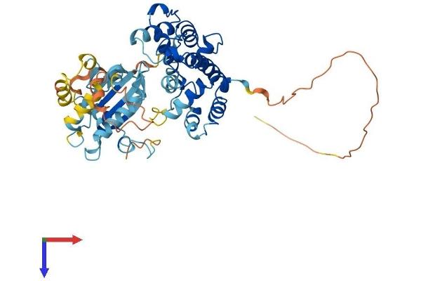 ARHGAP8 Protein (AA 1-464) (His tag)