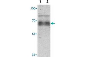 Western blot analysis of human heart tissue lysate with GZF1 polyclonal antibody  at 1 ug/mL. (ZNF336 Antikörper  (C-Term))