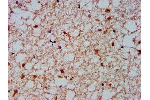 IHC image of ABIN7161538 diluted at 1:600 and staining in paraffin-embedded human brain tissue performed on a Leica BondTM system. (NFKBIL1 Antikörper  (AA 185-312))