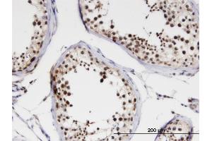Immunoperoxidase of monoclonal antibody to NCBP1 on formalin-fixed paraffin-embedded human testis. (NCBP1 Antikörper  (AA 2-99))