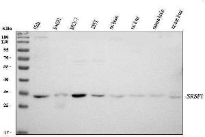 Western blot analysis of SF2/SRSF1 using anti-SF2/SRSF1 antibody (ABIN3043296). (SRSF1 Antikörper  (N-Term))
