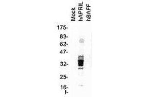 Image no. 2 for anti-Tumor Necrosis Factor (Ligand) Superfamily, Member 13 (TNFSF13) antibody (ABIN187284) (TNFSF13 Antikörper)