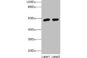 Western blot All lanes: Fcmr antibody at 2 μg/mL Lane 1: Rat spleen tissue Lane 2: Rat kidney tissue Secondary Goat polyclonal to rabbit IgG at 1/10000 dilution Predicted band size: 48 kDa Observed band size: 48 kDa (FAIM3 Antikörper  (AA 18-262))
