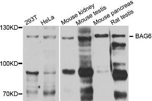 Western blot analysis of extract of various cells, using BAG6 antibody. (BAT3 Antikörper)