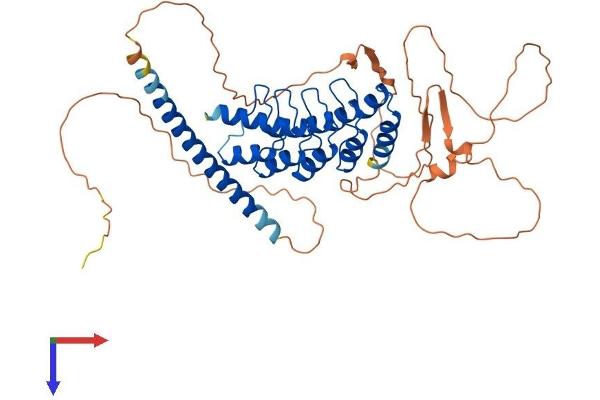 GABPB2 Protein (AA 1-448) (His tag)