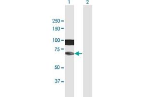 Western Blot analysis of HIRIP3 expression in transfected 293T cell line by HIRIP3 MaxPab polyclonal antibody. (HIRIP3 Antikörper  (AA 1-556))
