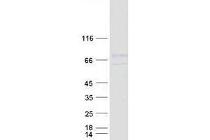 Validation with Western Blot (LINGO1 Protein (Myc-DYKDDDDK Tag))