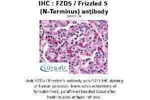Image no. 1 for anti-Frizzled Family Receptor 5 (FZD5) (Extracellular Domain), (N-Term) antibody (ABIN1734505) (FZD5 Antikörper  (Extracellular Domain, N-Term))