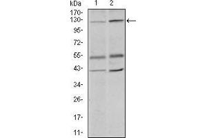 Western blot analysis using PIWIL4 mouse mAb against PC-3 (1) and PANC-1 (2) cell lysate.