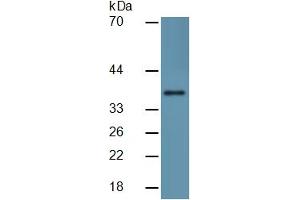 Mouse Capture antibody from the kit in WB with Positive Control: Human liver lysate. (IL1A ELISA Kit)
