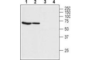 Western blot analysis of rat lung (lanes 1 and 3) and rat eye (lanes 2 and 4) lysate: - 1,2.