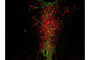 Indirect immunostaining of a PFA fixed mouse brain section (Raphe region) with anti-tryptophan hydroxylase 2 (dilution 1 : 133; red) and guinea pig anti-tyrosine hydroxylase (, dilution 1 : 500; green).