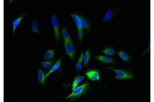 Immunofluorescent analysis of Hela cells using ABIN7165037 at dilution of 1:100 and Alexa Fluor 488-congugated AffiniPure Goat Anti-Rabbit IgG(H+L) (AMBP Antikörper  (AA 20-203))