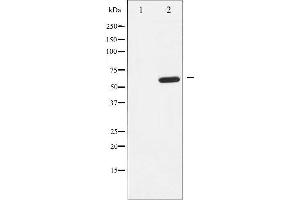 Western blot analysis of EFNB1/2 expression in EGF treated 293 whole cell lysates,The lane on the left is treated with the antigen-specific peptide. (EFNB1/2 Antikörper)