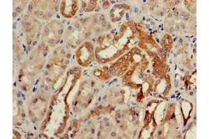Immunohistochemistry of paraffin-embedded human kidney tissue using ABIN7147659 at dilution of 1:100