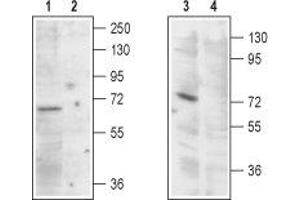 Western blot analysis of rat kidney (lanes 1 and 2) and HEK-293 cells (lanes 3 and 4) lysates: - 1,3. (MCOLN1 Antikörper  (Cytoplasmic Domain, Intracellular))