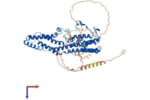 Bestrophin 1 Protein (BEST1) (AA 1-551) (His tag)