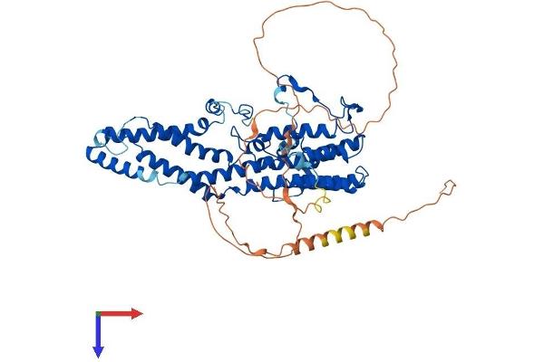 Bestrophin 1 Protein (BEST1) (AA 1-551) (His tag)
