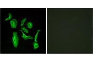 Immunofluorescence analysis of HeLa cells, using GPR133 Antibody.