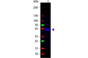 Image no. 1 for Goat anti-Rat IgG (Whole Molecule) antibody (FITC) (ABIN300920) (Ziege anti-Ratte IgG (Whole Molecule) Antikörper (FITC))