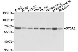 Western Blotting (WB) image for anti-Splicing Factor 3a, Subunit 3, 60kDa (SF3A3) (AA 292-501) antibody (ABIN1682671)