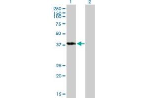 Western Blot analysis of POU4F3 expression in transfected 293T cell line by POU4F3 MaxPab polyclonal antibody. (POU4F3 Antikörper  (AA 1-338))
