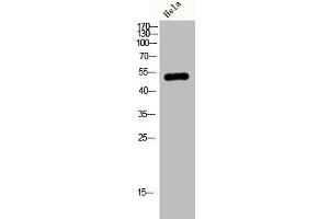 Western Blot analysis of HELA cells using JNK3 Polyclonal Antibody (ERK2 Antikörper  (C-Term))