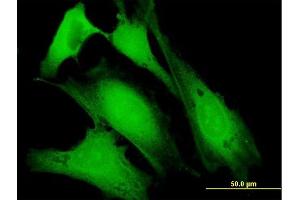 Immunofluorescence (IF) image for anti-Bone Morphogenetic Protein/retinoic Acid Inducible Neural-Specific 1 (BRINP1) (AA 1-320) antibody (ABIN514882)