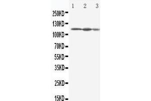 Anti-Eif3b antibody, Western blotting Lane 1: HELA Cell Lysate Lane 2: 293T Cell Lysate Lane 3: A431 Cell Lysate (EIF3B Antikörper  (C-Term))