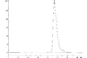 Size-exclusion chromatography-High Pressure Liquid Chromatography (SEC-HPLC) image for Fc gamma RII (CD32) (AA 32-215) protein (His tag) (ABIN7274654)
