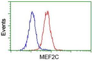 Image no. 2 for anti-Myocyte Enhancer Factor 2C (MEF2C) antibody (ABIN1499364) (MEF2C Antikörper)