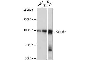 Western blot analysis of extracts of various cell lines, using Gelsolin Rabbit mAb (ABIN7267364) at 1:1000 dilution. (Gelsolin Antikörper)