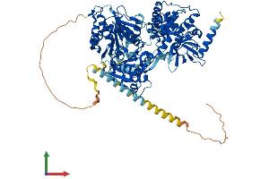 AlphaFold protein structure predicition of Mouse Recombinant Dhx15 Protein, UniprotID O35286