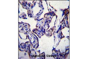 FASN Antibody (Center) (ABIN391654 and ABIN2841563) immunohistochemistry analysis in formalin fixed and paraffin embedded human placenta tissue followed by peroxidase conjugation of the secondary antibody and DAB staining. (Fatty Acid Synthase Antikörper  (AA 942-973))