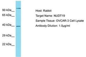 Image no. 1 for anti-Nudix (Nucleoside Diphosphate Linked Moiety X)-Type Motif 19 (NUDT19) (AA 89-138) antibody (ABIN6750811) (NUDT19 Antikörper  (AA 89-138))