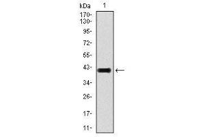 Image no. 2 for anti-Transforming Growth Factor, beta 1 (TGFB1) antibody (ABIN1491617) (TGFB1 Antikörper)