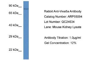 Western Blotting (WB) image for anti-Von Willebrand Factor A Domain Containing 5A (VWA5A) (C-Term) antibody (ABIN2786052) (VWA5A Antikörper  (C-Term))