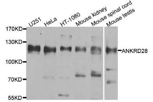 Western blot analysis of extracts of various cell lines, using ANKRD28 antibody. (ANKRD28 Antikörper  (AA 1-300))
