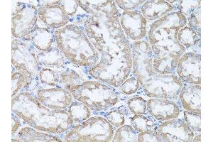 Immunohistochemistry of paraffin-embedded rat kidney using SNAI1 antibody. (SNAIL Antikörper  (AA 1-264))