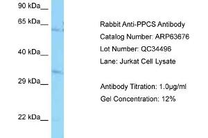 Western Blotting (WB) image for anti-Phosphopantothenoylcysteine Synthetase (PPCS) (N-Term) antibody (ABIN971436) (PPCS Antikörper  (N-Term))