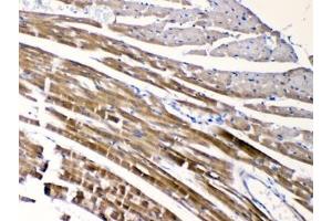 Immunohistochemistry (IHC) image for anti-Cholinergic Receptor, Nicotinic, alpha 5 (Neuronal) (CHRNA5) (AA 44-76) antibody (ABIN5647951)