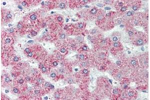 Liver, Human: Formalin-Fixed, Paraffin-Embedded (FFPE) (GPR146 Antikörper  (Internal Region))