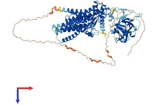 POMT2 Protein (AA 1-820) (His tag)